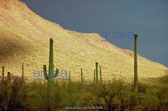 : Saguaro Cactus - against stormy sky : Saguaro Cactus - against stormy sky