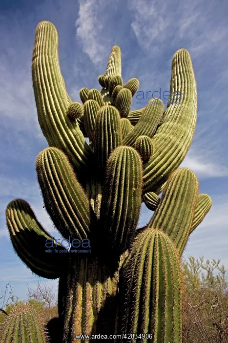 : Saguaro Cactus - Unusual growth form : Saguaro Cactus - Unusual growth form