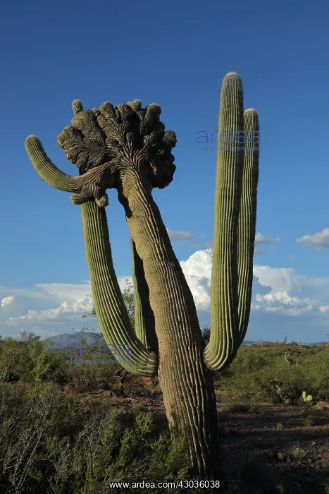 : saguaro, Carnegia gigantea, crested form, cristate : saguaro, Carnegia gigantea, crested form, cristate