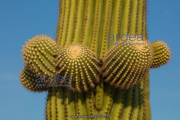  : saguaro, (Carnegiea gigantea), Arizona