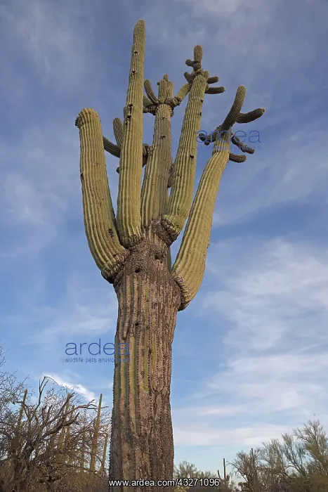 : Saguaro, (Carnegiea gigantea), Sonoran desert, Arizona : Saguaro, (Carnegiea gigantea), Sonoran desert, Arizona