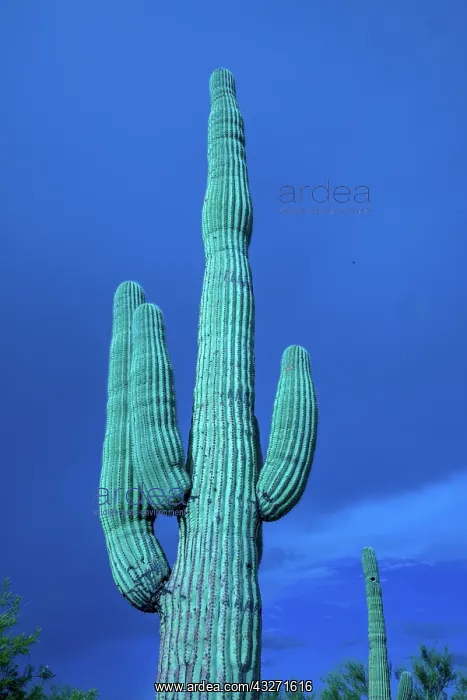 : saguaro, (Carnegiea gigantea), Sonoran desert, Arizona : saguaro, (Carnegiea gigantea), Sonoran desert, Arizona