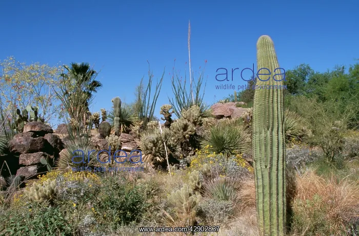 : Saguaro Desert - showing mixed cactus vegetation : Saguaro Desert - showing mixed cactus vegetation