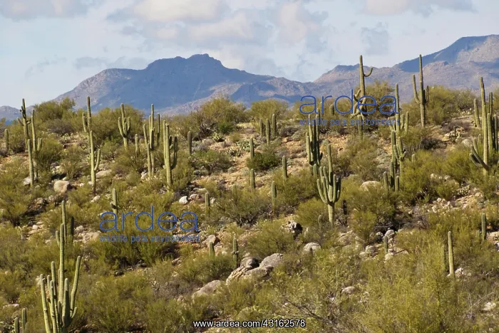 : Saguaro Forest (Carnegica Gigantea) : Saguaro Forest (Carnegica Gigantea)