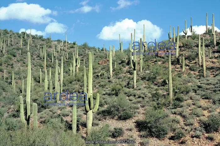 : SAGUARO GIANT CACTUS : SAGUARO GIANT CACTUS