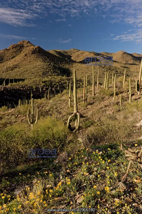 : Saguaro Giant Cactus : Saguaro Giant Cactus
