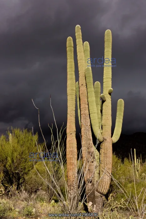 : Saguaro Giant Cactus : Saguaro Giant Cactus