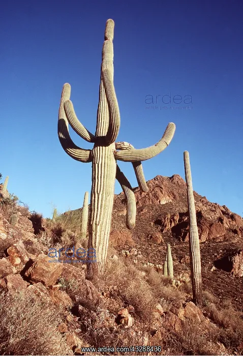 : SAGUARO GIANT CACTUS : SAGUARO GIANT CACTUS