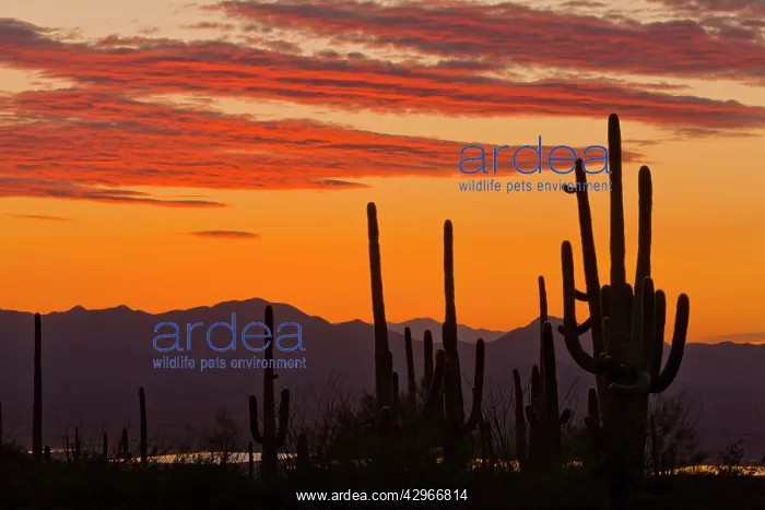 : Saguaro Giant Cactus - at sunset : Saguaro Giant Cactus - at sunset