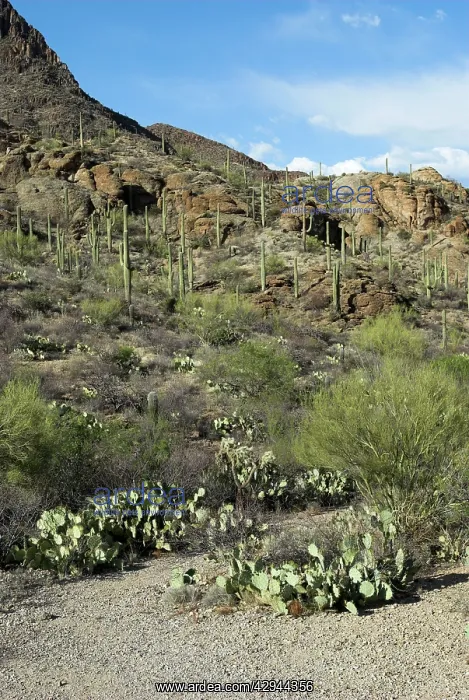 : Saguaro National Park - Showing cacti species with : Saguaro National Park - Showing cacti species with
