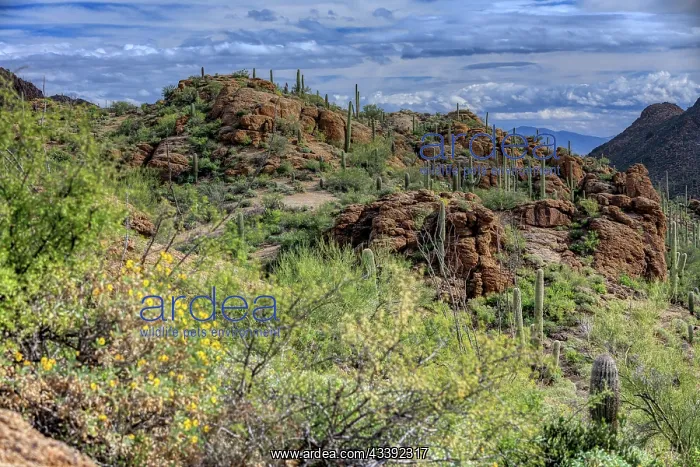 : Saguaro National Park around Tucson, Arizona : Saguaro National Park around Tucson, Arizona