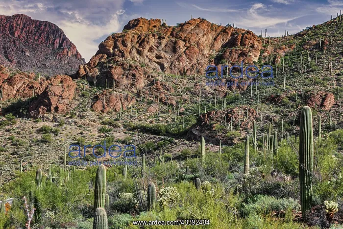 : Saguaro National Park around Tucson, Arizona : Saguaro National Park around Tucson, Arizona
