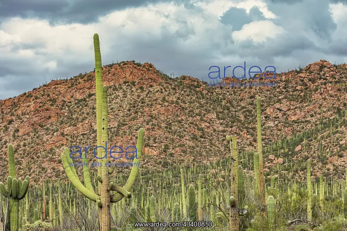  : Saguaro National Park around Tucson, Arizona