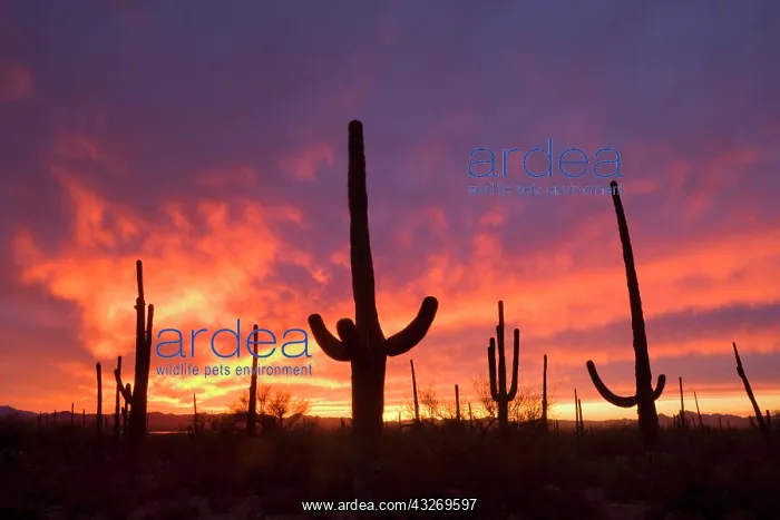 : Saguaro sunset - saguaro cacti silhouetted against : Saguaro sunset - saguaro cacti silhouetted against