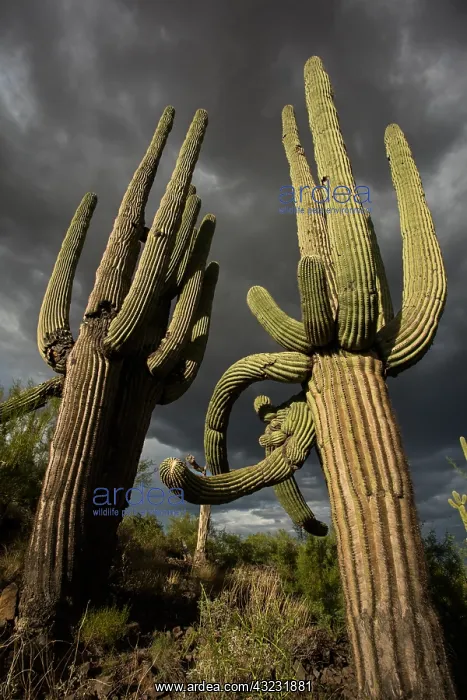 : saguaros, (Carnegiea gigantea), and storm clouds, Arizona : saguaros, (Carnegiea gigantea), and storm clouds, Arizona