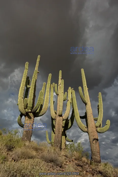 : saguaros, (Carnegiea gigantea), and storm clouds, Arizona : saguaros, (Carnegiea gigantea), and storm clouds, Arizona