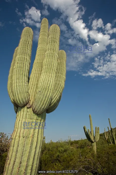  : saguaros, (Carnegiea gigantea), Arizona