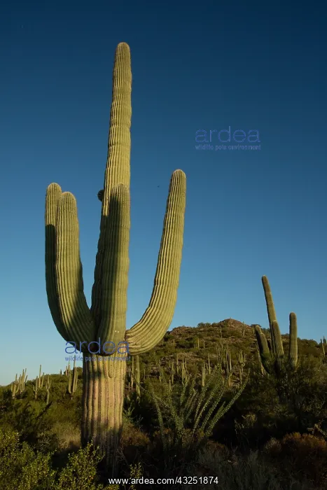  : saguaros, (Carnegiea gigantea), Arizona