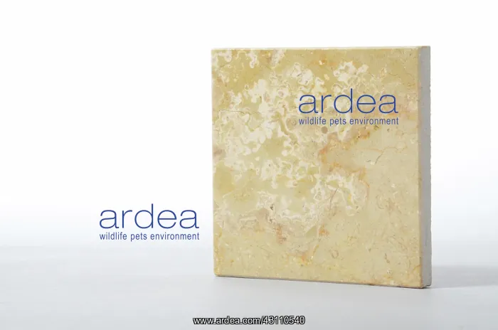 : Sahara Beige Marble : Sahara Beige Marble