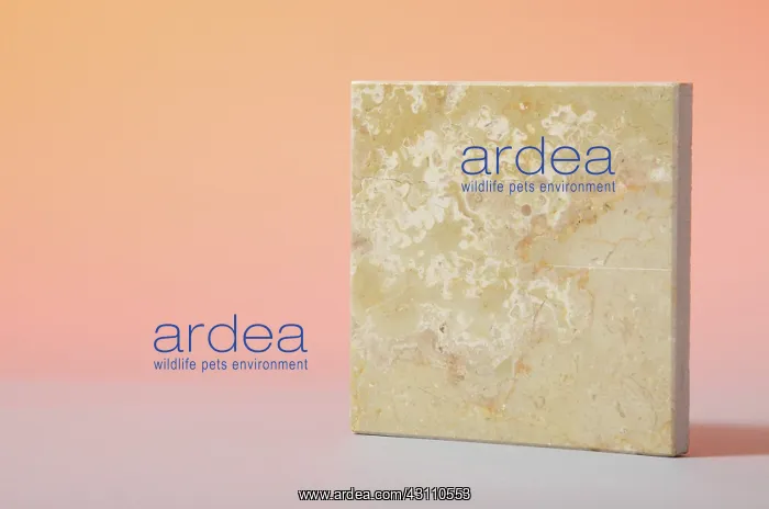 : Sahara Beige Marble : Sahara Beige Marble