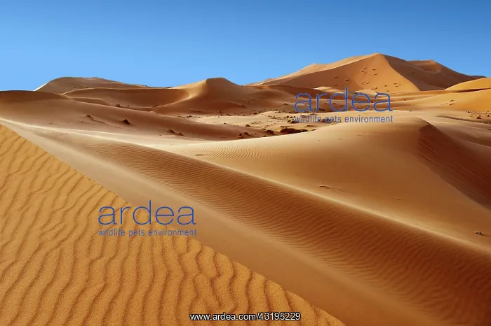 : Sahara sand dunes of erg Chebbi, Morocco, Africa : Sahara sand dunes of erg Chebbi, Morocco, Africa