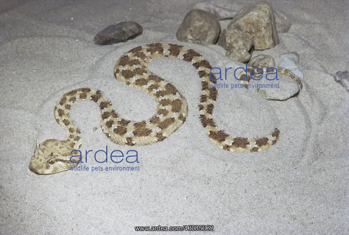 : Sahara Sand Viper : Sahara Sand Viper