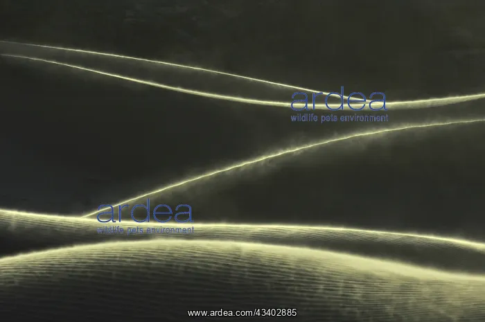 : Sahara, Typical dune formation, Boiling dune landscape : Sahara, Typical dune formation, Boiling dune landscape