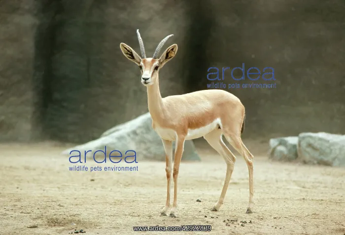 : Saharan Dorcas Gazelle - female : Saharan Dorcas Gazelle - female
