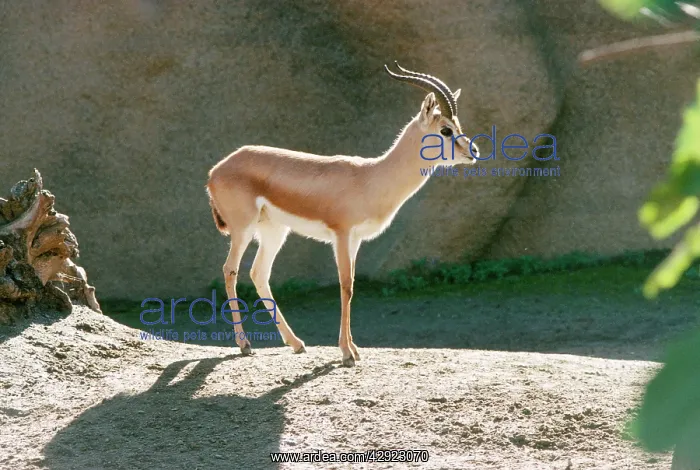 : Saharan Dorcas Gazelle - male : Saharan Dorcas Gazelle - male