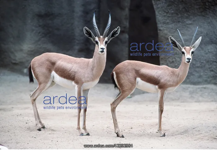 : SAHARAN DORCAS GAZELLE - x two : SAHARAN DORCAS GAZELLE - x two