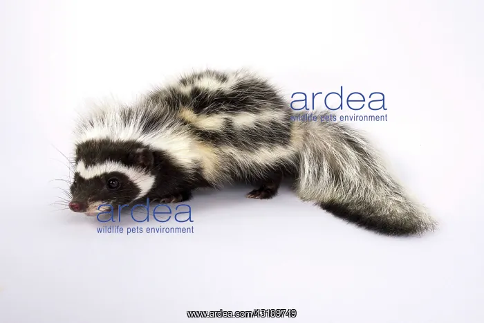 : Saharan striped polecat (Ictonyx libycus) : Saharan striped polecat (Ictonyx libycus)