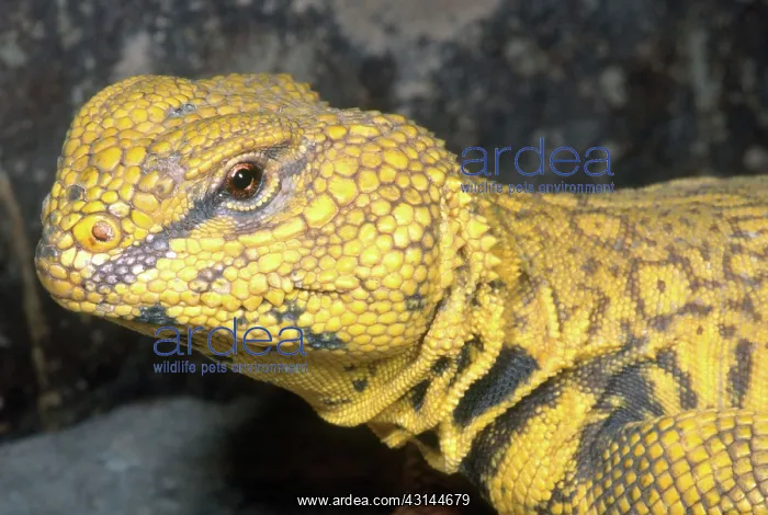 : Saharan Uromastyx : Saharan Uromastyx