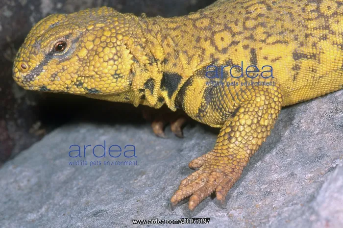 : Saharan Uromastyx : Saharan Uromastyx