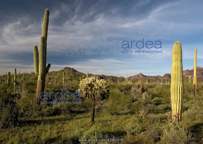 : Sahuaro / Saguaro Cactus - desert in bloom, with : Sahuaro / Saguaro Cactus - desert in bloom, with