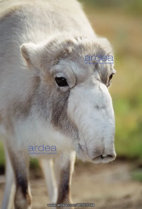 : SAIGA Antelope - close-up of femaleIs head, winter coat : SAIGA Antelope - close-up of femaleIs head, winter coat