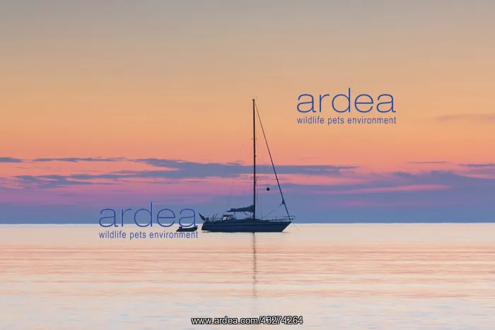 : Sailboat on the Baltic Sea in sunrise - Germany : Sailboat on the Baltic Sea in sunrise - Germany