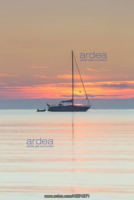 : Sailboat on the Baltic Sea in sunrise - Germany