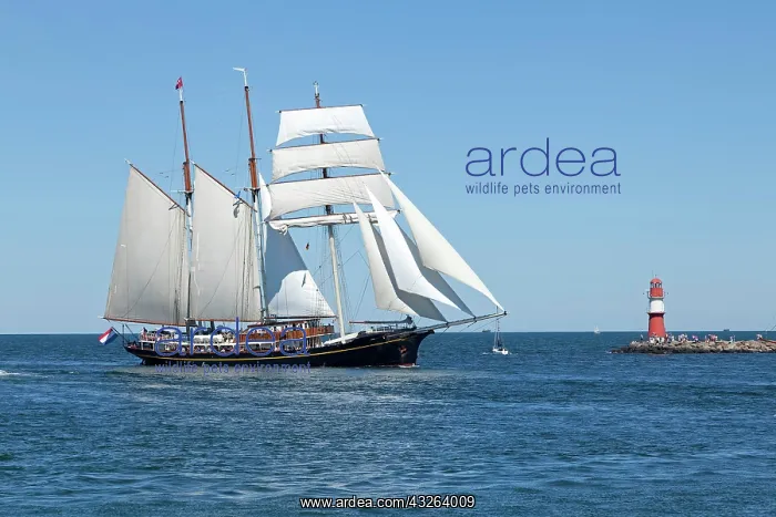 : Sailboat, barque, Hanse Sail, Rostock, Mecklenburg-Western : Sailboat, barque, Hanse Sail, Rostock, Mecklenburg-Western