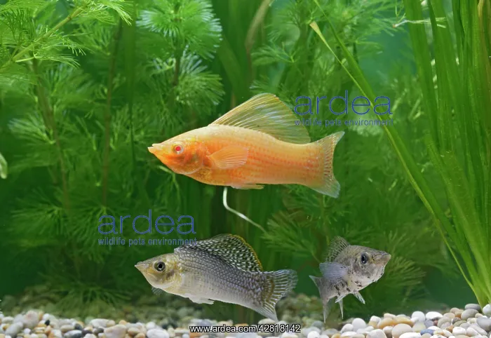 : Sailfin molly & blood red variant - by weeds : Sailfin molly & blood red variant - by weeds
