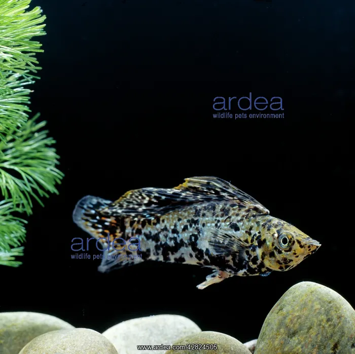 : Sailfin Molly Fish : Sailfin Molly Fish