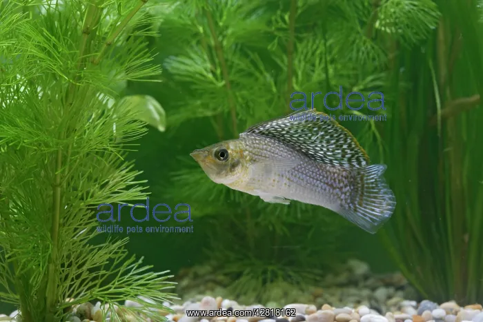  : Sailfin Molly Fish - front view male by weeds