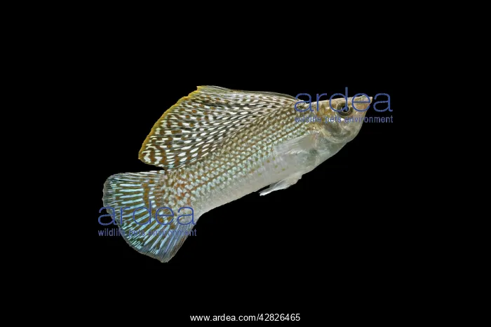 : Sailfin molly - side view : Sailfin molly - side view