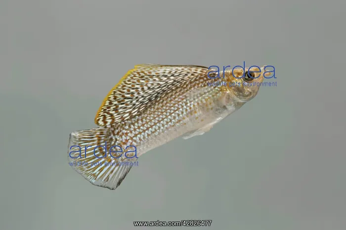 : Sailfin Molly - side view : Sailfin Molly - side view