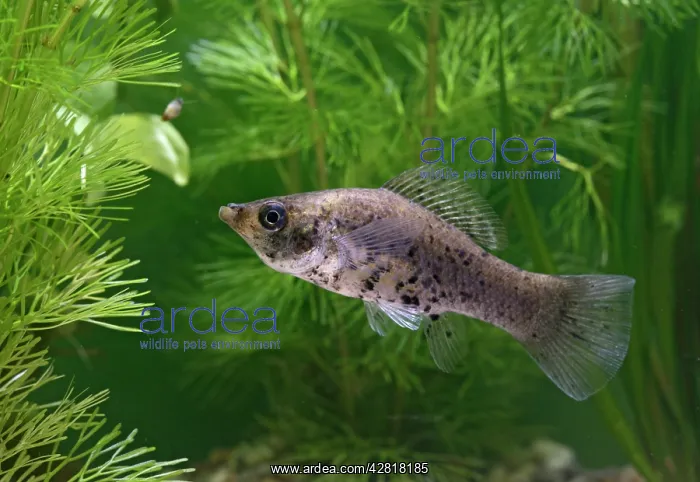 : Sailfin molly - side view, female : Sailfin molly - side view, female