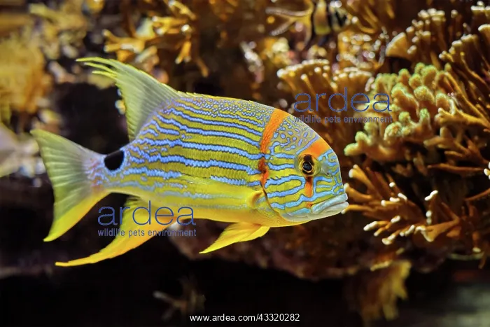 : Sailfin snapper blue-lined sea bream (Symphorichthys : Sailfin snapper blue-lined sea bream (Symphorichthys