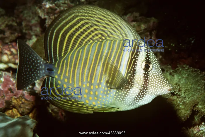 : SAILFIN TANG - WHOLE BODY : SAILFIN TANG - WHOLE BODY