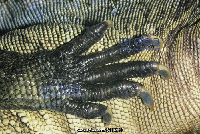 : Sailfinned Lizard Foot : Sailfinned Lizard Foot