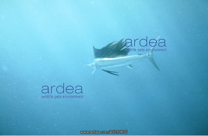 : Sailfish - side view : Sailfish - side view