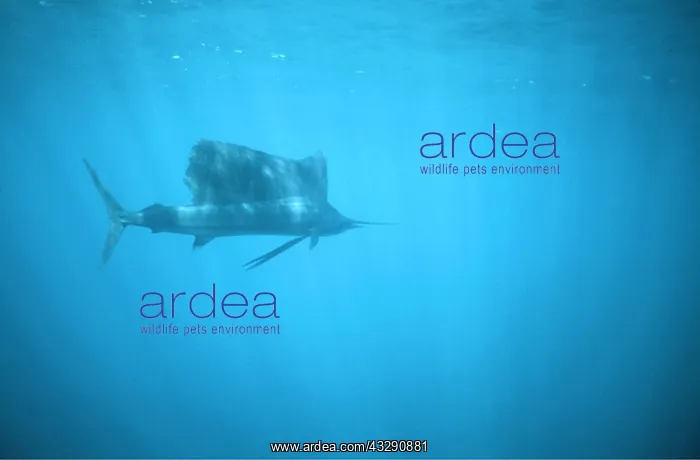 : Sailfish - side view : Sailfish - side view