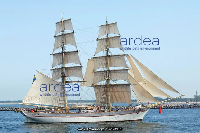 : Sailing boat, brig, Hanse Sail, Rostock, Mecklenburg-Western : Sailing boat, brig, Hanse Sail, Rostock, Mecklenburg-Western